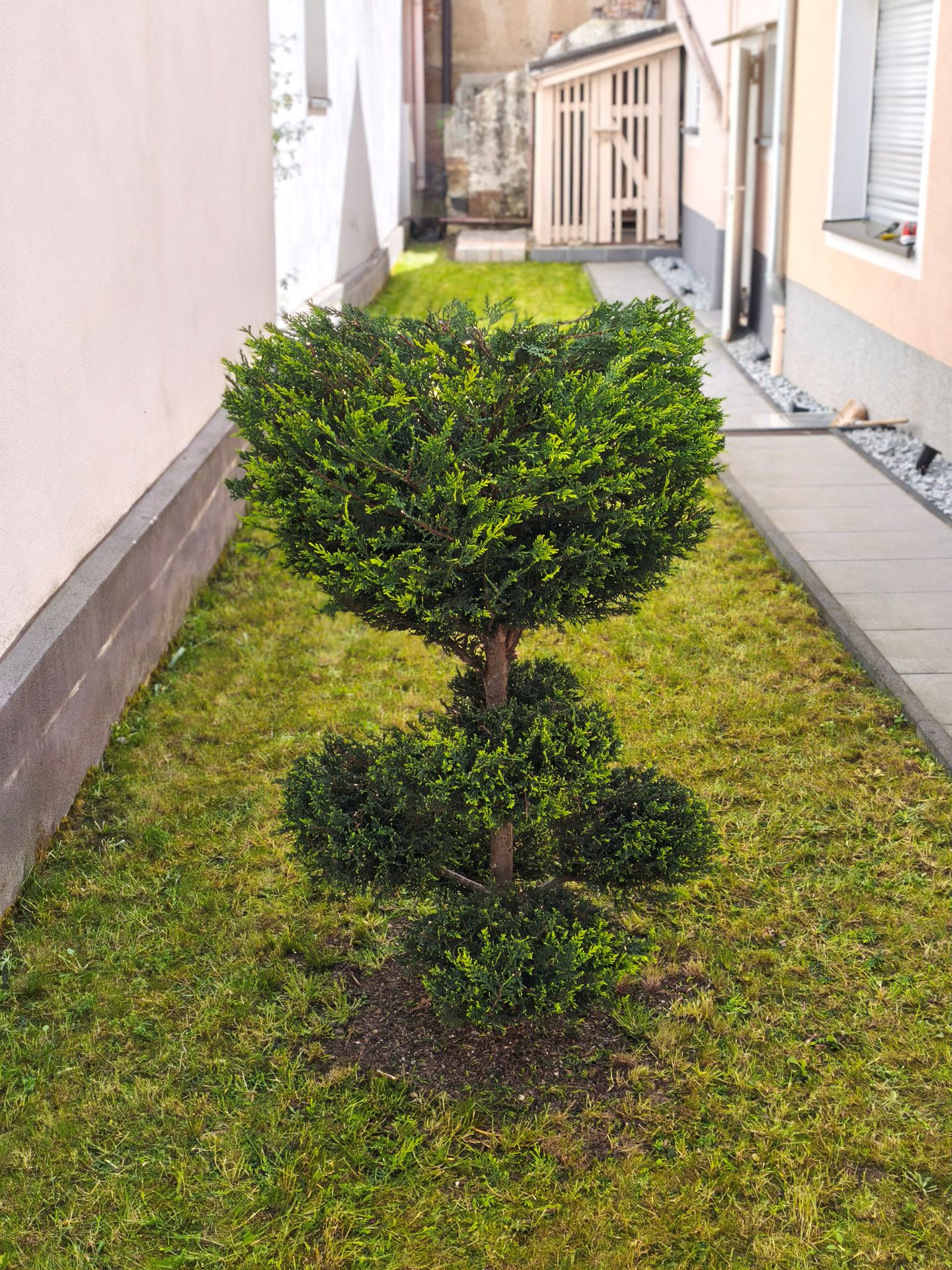 Strauch nach dem Formschnitt professionell gepflegt – ZenOx Baden-Baden