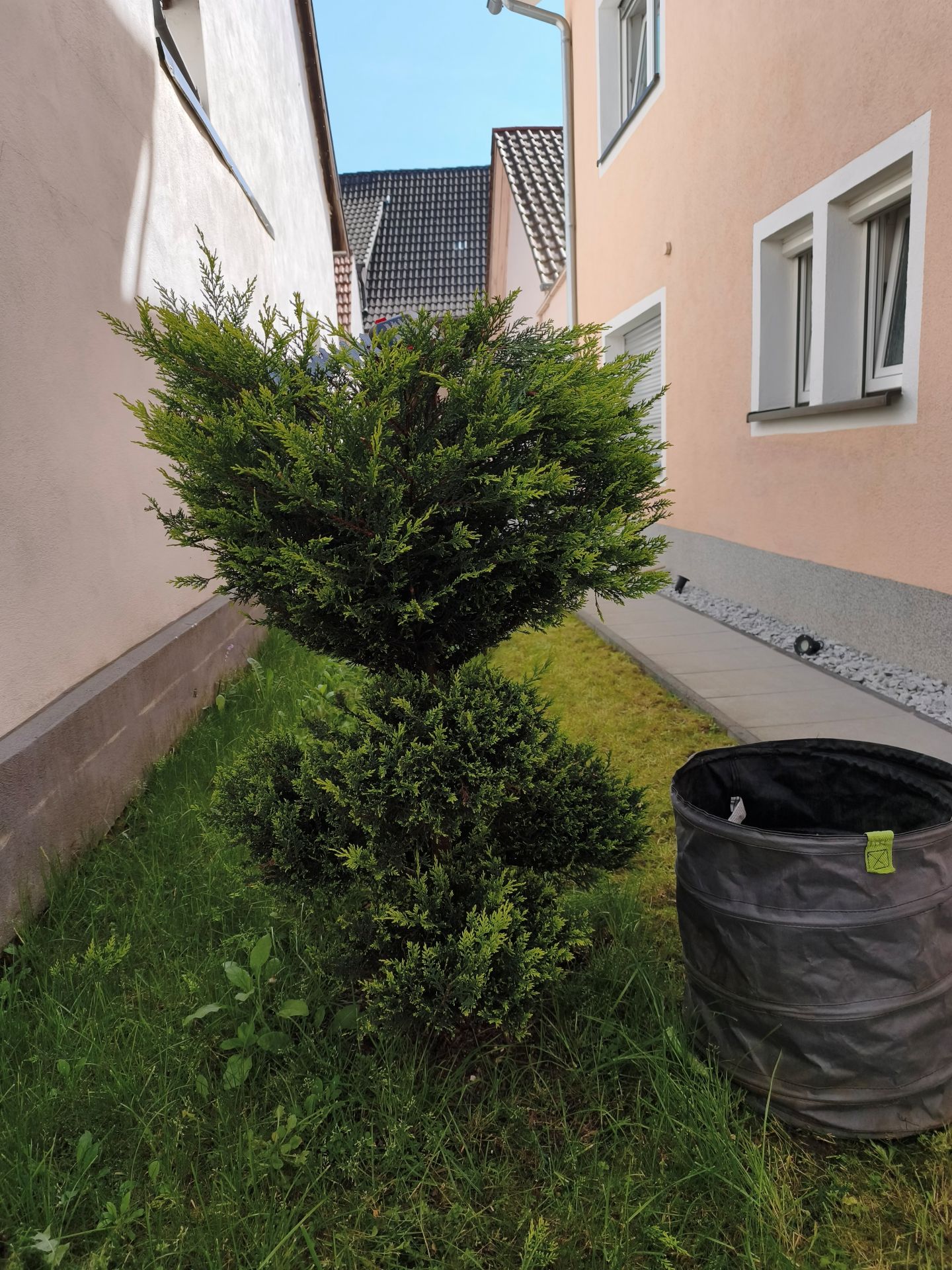 Strauch vor dem Formschnitt ungepflegt – ZenOx Baden-Baden